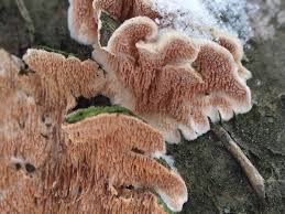 Attēlu rezultāti vaicājumam “Steccherinum bourdotii”