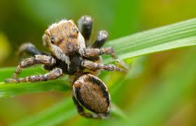 Attēlu rezultāti vaicājumam “Evarcha falcata”