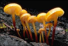 Attēlu rezultāti vaicājumam “Xeromphalina campanella”