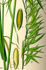 Attēlu rezultāti vaicājumam “Avena sativa”