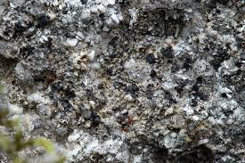 Attēlu rezultāti vaicājumam “Porpidia macrocarpa”