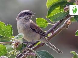 Attēlu rezultāti vaicājumam “Sylvia curruca”