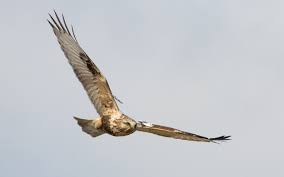 Attēlu rezultāti vaicājumam “Buteo lagopus”