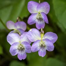 Image result for violet