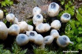 Attēlu rezultāti vaicājumam “Holwaya mucida”