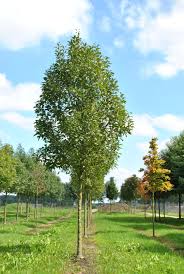 Attēlu rezultāti vaicājumam “Fraxinus excelsior”