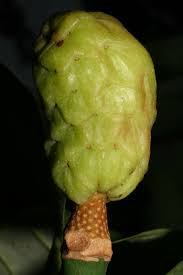 Attēlu rezultāti vaicājumam “Magnolia acuminata fruit”