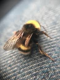 Attēlu rezultāti vaicājumam “Bombus”