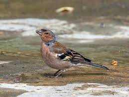 Attēlu rezultāti vaicājumam “Fringilla coelebs male”