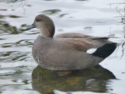 Attēlu rezultāti vaicājumam “Anas strepera”