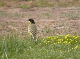 Attēlu rezultāti vaicājumam “Badhamia flavoglauca sessile”