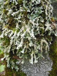 Attēlu rezultāti vaicājumam “Parmelia submontana”