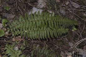 Attēlu rezultāti vaicājumam “Polystichum aculeatum”