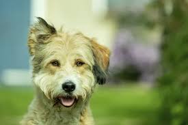 Attēlu rezultāti vaicājumam “Canis lupus familiaris”