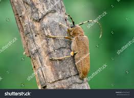 Attēlu rezultāti vaicājumam “Saperda carcharias”