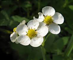 Attēlu rezultāti vaicājumam “xComagaria rosea  flower”