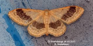 Attēlu rezultāti vaicājumam “Idaea aversata”