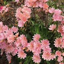 Image result for Bitterwurz