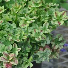 Attēlu rezultāti vaicājumam “Trifolium repens leaf”