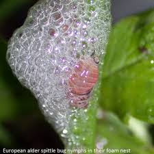 Attēlu rezultāti vaicājumam “Aphrophora nymph”