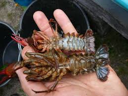 Attēlu rezultāti vaicājumam “Astacus astacus”