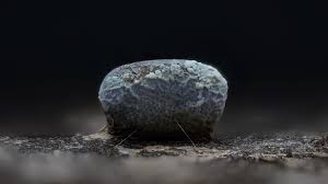 Attēlu rezultāti vaicājumam “Physarum bitectum macro”