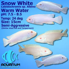 Risultati immagini per labidochromis sp. white