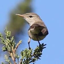 Image result for Hippolais olivetorum