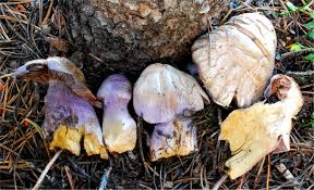 Attēlu rezultāti vaicājumam “Cortinarius traganus”