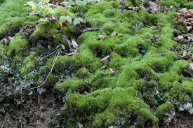 Attēlu rezultāti vaicājumam “Campylopus introflexus”