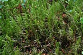 Attēlu rezultāti vaicājumam “Dicranum majus”