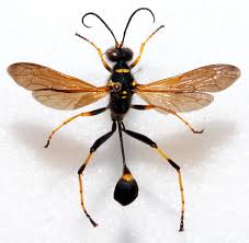 Attēlu rezultāti vaicājumam “Crabronidae”