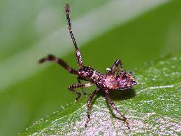 Attēlu rezultāti vaicājumam “Coreus marginatus imago”