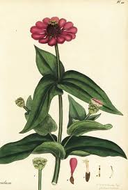 Image result for Zinnia violacea