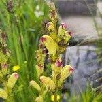 Attēlu rezultāti vaicājumam “Pedicularis sceptrum-carolinum leaf”