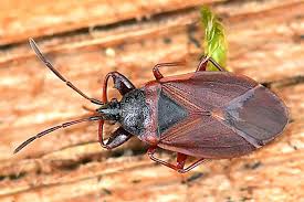 Attēlu rezultāti vaicājumam “Gastrodes grossipes”