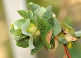 Attēlu rezultāti vaicājumam “Rabdophaga salicis”