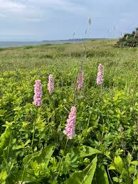 Attēlu rezultāti vaicājumam “Bistorta major flower”
