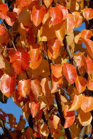 Attēlu rezultāti vaicājumam “Pyrus”