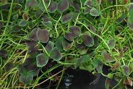 Attēlu rezultāti vaicājumam “Trifolium repens leaf”