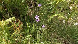 Image result for Campanula patula
