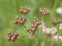 Attēlu rezultāti vaicājumam “Torilis japonica leaf”