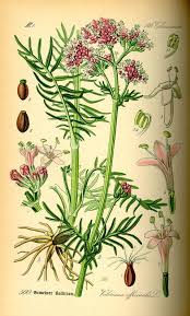 Image result for Valeriana officinalis