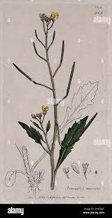 Attēlu rezultāti vaicājumam “Diplotaxis muralis flower”