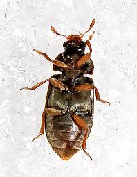 Attēlu rezultāti vaicājumam “Byturidae”