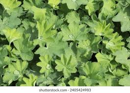 Attēlu rezultāti vaicājumam “Viola epipsila leaf”