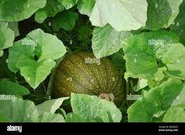 Attēlu rezultāti vaicājumam “Cucurbita pepo leaf”