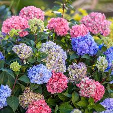 Attēlu rezultāti vaicājumam “Hydrangea”