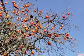 「柿の木利江」の画像検索結果