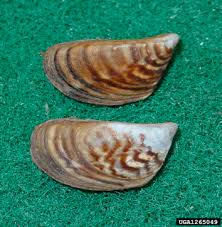 Attēlu rezultāti vaicājumam “Dreissena polymorpha”